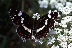 Eustixia pupula - Landkärtchen- Sommergeneration (Landkärtchen)